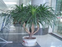 綠植和花卉