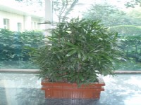 綠植和花卉