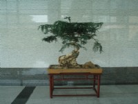綠植和花卉