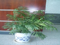 綠植和花卉