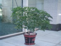 綠植和花卉