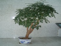 綠植和花卉