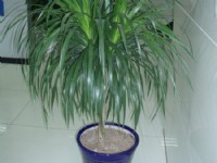 綠植和花卉