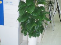 綠植和花卉