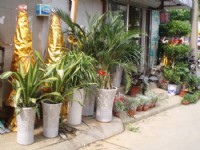 綠植和花卉