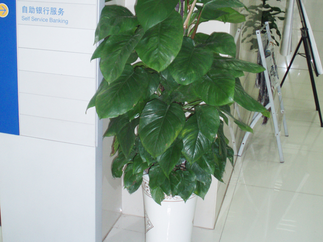 綠蘿