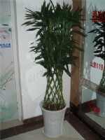 花卉