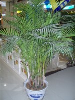 花卉