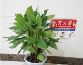 萬年青