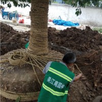 園林工程移植